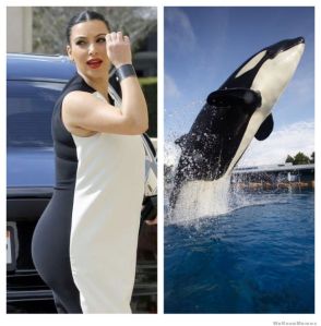 kim-kardashian-vs-killer-whale-who-wore-it-better